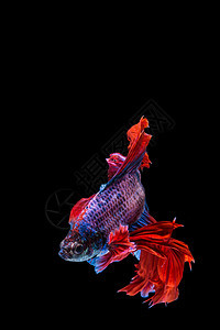 红贝塔鱼和蓝贝塔鱼 黑背面的西语打架鱼宠物黑色白色尾巴艺术行动游泳异国运动力量图片