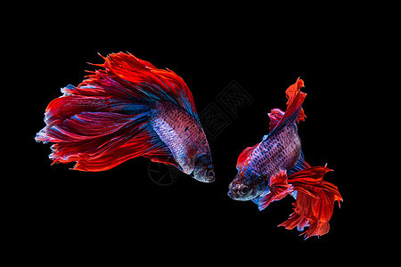 红贝塔鱼和蓝贝塔鱼 黑背面的西语打架鱼动物奢华蓝色宠物游泳情调裙子斗争力量黑色图片