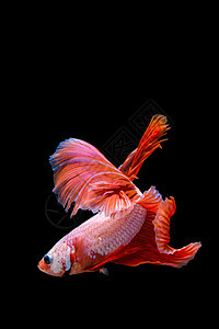 粉色和红色贝塔鱼 黑背面的西米亚打架鱼行动黑色游泳尾巴斗争白色宠物动物裙子异国图片