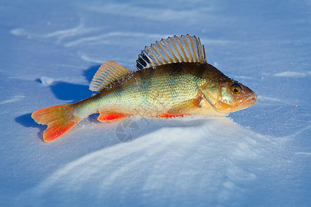 大鱼在蓝冰上游荡图片