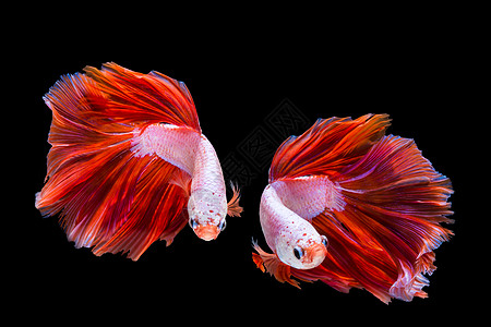 粉色和红色贝塔鱼 黑背面的西米亚打架鱼白色行动情调动物运动游泳尾巴裙子芨芨草蓝色图片