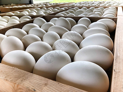 白鸭蛋在木板上动物早餐包装蛋壳家禽鸡蛋鸭蛋纸盒团体饮食图片