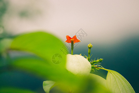 绿叶红花绿叶之间的橙花朵背景