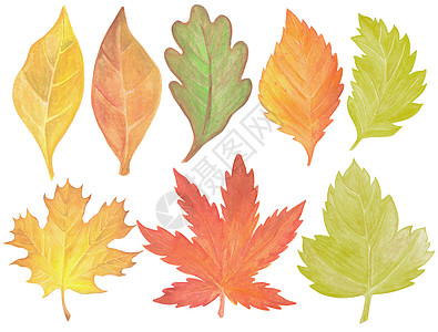 一套水彩秋天手绘离开橡木棕色收藏季节性绘画艺术红色植物季节森林图片