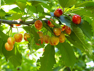 白樱桃灯光饼干材料水果农场叶子植物农民商业甜点图片
