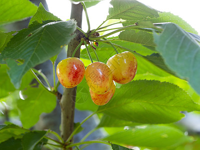 白樱桃太阳前院叶子花园宏观情调植物收成饼干生产图片