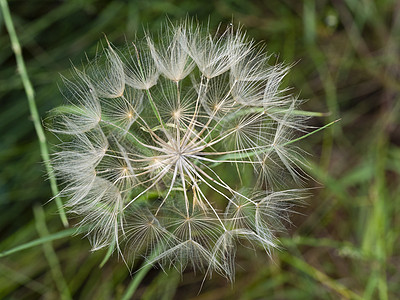 恶魔羽毛或花朵野生动物杂草原油后院恶化头发花园前院种子植物图片