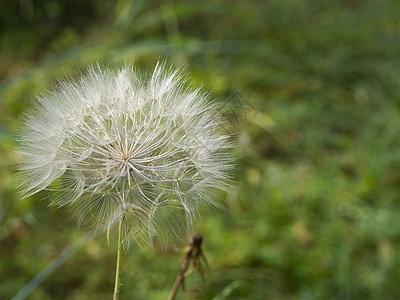 恶魔羽毛或花朵花园草地恶化癌症治疗集体金属原油植物野生动物图片