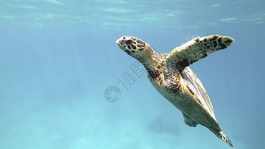 可爱绿海龟海滩珊瑚生活障碍环境动物脚蹼两栖图片