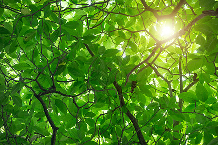 绿卡南加奥多拉塔树是一种热带树 起源于气候晴天荒野场景日光阳光场地植物学橡木太阳光图片