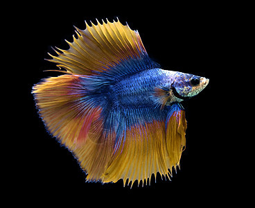 蓝色和黄色的暹罗鱼在蓝背景上打斗图片