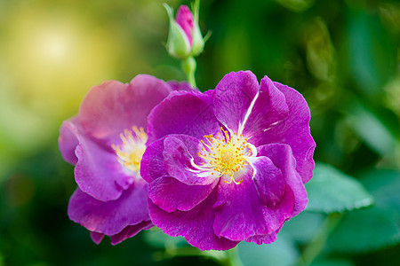 玫瑰和温暖的阳光 在花园背景 美丽的瞬间花瓣植物宏观花园花束植物群植物学礼物花朵婚礼图片