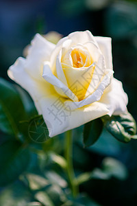 玫瑰和温暖的阳光 在花园背景 美丽的瞬间植物学礼物花朵婚礼植物群宏观叶子花瓣植物花园图片