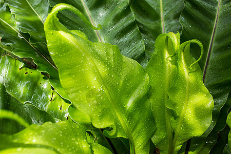雨滴在鸟巢 fe 绿色幼叶上滴水花园蕨类卷曲树叶植物群季节飞沫水滴植物宏观图片