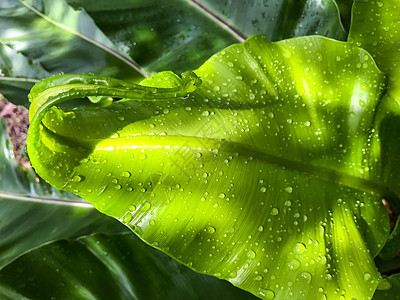 雨滴在鸟巢 fe 绿色幼叶上滴水卷曲热带蕨类树叶宏观气泡生活公园季节叶子图片