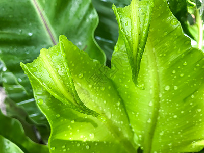 雨滴在鸟巢 fe 绿色幼叶上滴水季节生活公园植物生态水滴叶子生长飞沫环境图片