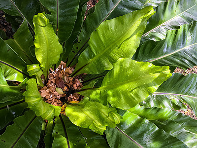 雨滴在鸟巢 fe 绿色幼叶上滴水卷曲热带宏观植物群植物生态蕨类叶子飞沫液体图片