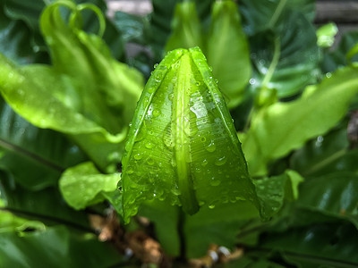 雨滴在鸟巢 fe 绿色幼叶上滴水植物公园叶子气泡蕨类生活宏观树叶生长卷曲图片