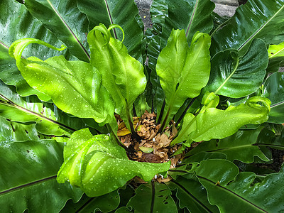 雨滴在鸟巢 fe 绿色幼叶上滴水植物群生活蕨类宏观热带生长树叶花园卷曲液体图片