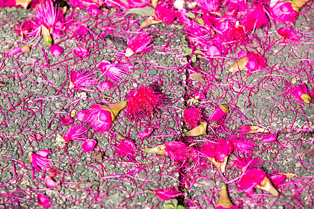 在飞路的蒲桃花地面丛林食物花园地毯叶子植物花粉玫瑰花瓣图片