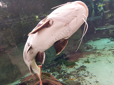 海中的鱼女性潜水半翅目尾巴学家热带游泳大头鱼钓鱼水族馆图片