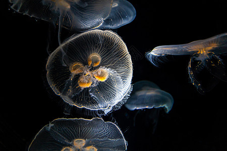 深深海水母漂浮在暗水中生物海蜇生活游泳黑色动物白色透明度海洋图片
