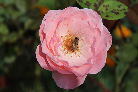 花园里的粉红玫瑰玫瑰花瓣艺术设计边框玫瑰花瓣母亲祝福问候结婚图片