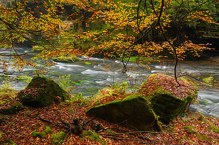 美丽的河流流淌着秋天的森林瀑布风景叶子溪流金子流动季节墙纸石头阳光图片
