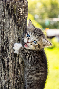 猫咪在篱笆上哺乳动物白色蓝色花园大草原条纹动物灰色毛皮木头图片