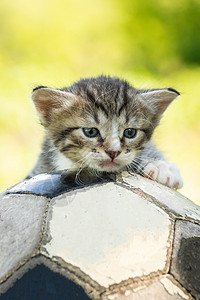 鸡爪子带着足球球的小猫咪场地婴儿蓝色爪子宠物草地动物小猫猫咪乐趣背景