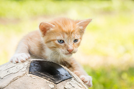 带着足球球的小猫咪蓝色游戏场地乐趣猫咪草地运动天空注意力植物图片