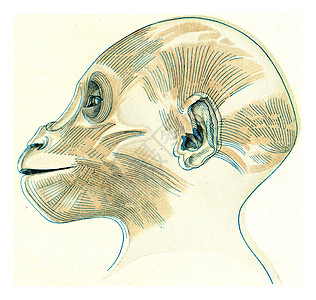 一只年轻的大猩猩的头部和颈部的表面肌肉插图古董半径地区鼻子蚀刻盒子大圆艺术上色图片