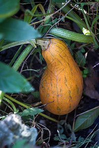 花园里的黄黄多汁南瓜生长食物种植收获农业感恩季节农场园艺葫芦图片