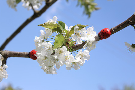 在开花的樱桃树上图片