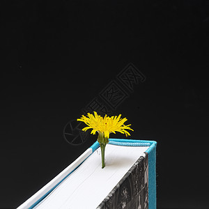 黄色花朵羊皮纸植物玫瑰桌子专辑教育植物群科学文化笔记图片