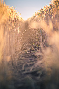 小麦草地 自然构成 浅浅的田地深度 两个田间的道路图片