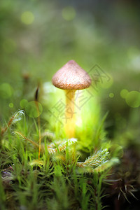 梦幻和神秘蘑菇宏观     蘑菇背后的光源苔藓荒野绿色黑暗森林射线童话季节性魔法想像力图片