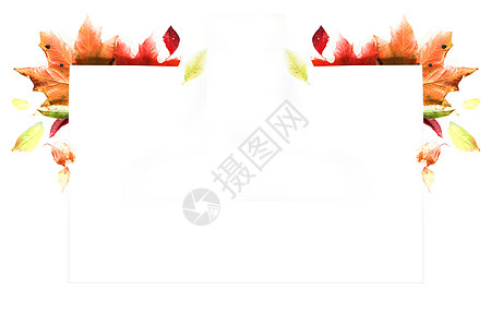 秋叶叶形成框架 秋叶设计元素或边框活力红色感恩白色棕色季节季节性植物多叶边界图片