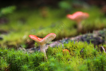 梦幻和神秘蘑菇宏观     蘑菇背后的光源荒野射线魔法想像力故事童话森林绿色黑暗季节性图片