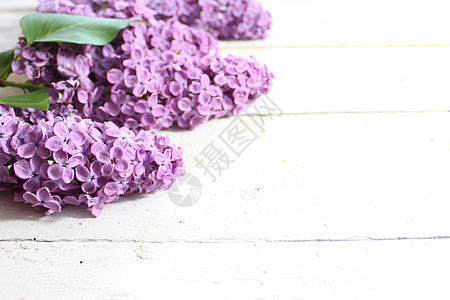 白板上的紫色利拉克边框叶子木板背景淡紫色花束灌木紫丁香鲜花花卉背景图片