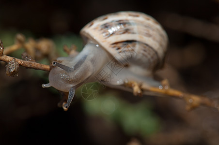 白花园蜗牛贝类荒野生物减慢生活野生动物天线食物贝壳多样性图片