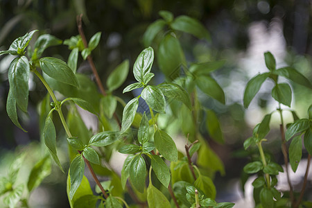 Basil 夏天的工厂图片