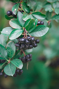 黑胡须莓图片