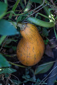 花园里的黄黄多汁南瓜园艺乡村场地葫芦收获蔬菜种植食物生长叶子图片