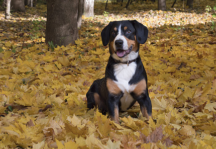 坐在秋林的黄叶上的狗儿天气叶子阳光宠物小狗黄色幸福树叶森林乐趣图片