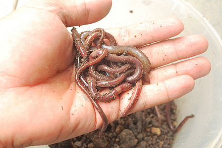 讨厌的蚯蚓黏土皮肤生物材料动物肥料教育梦游者花园宏观图片