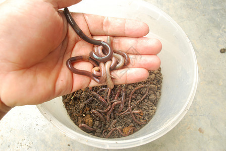 讨厌的蚯蚓钓鱼教育堆肥梦游者生物肥料动物植物土壤黏土图片