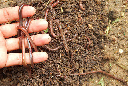 讨厌的蚯蚓植物黏土野生动物梦游者钓鱼土壤环境皮肤生物地球图片