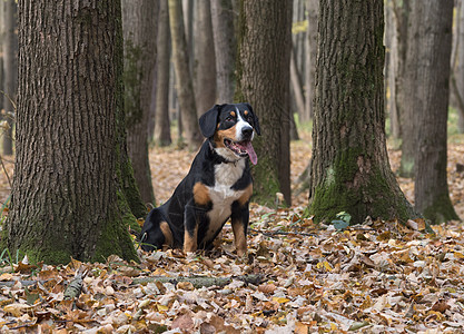坐在秋林的黄叶上的狗儿乐趣叶子森林阳光黄色幸福木头公园天气小狗图片