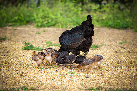 五黑鸡自由放牧的母鸡和婴儿在农场吃稻种背景